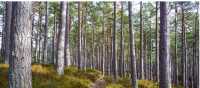 Caledonian Pine Forest Trails | Visit Scotland
