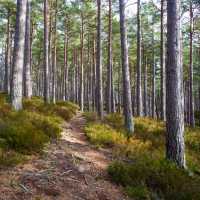 Caledonian Pine Forest Trails | Visit Scotland