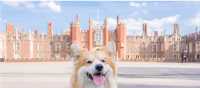 A special visitor to Hampton Court Palace | Aurelie Four - Visit Britain