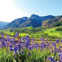 Bluebells and the pikes, Great Langdale | John Millen