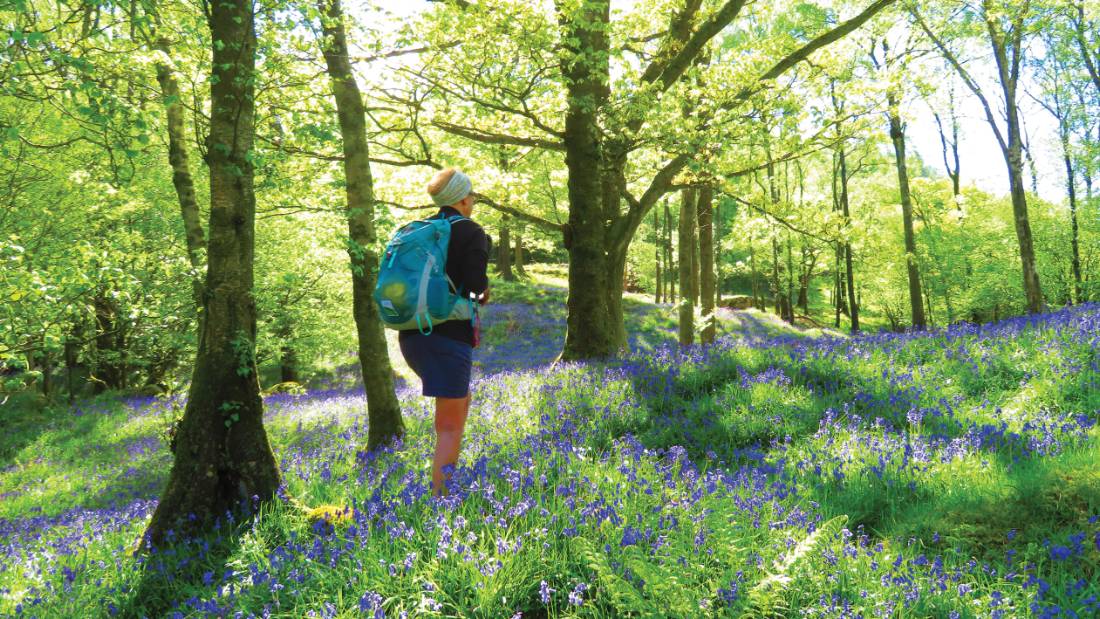 You will often walk through bluebell woods on the Isle of Wight in May - Walkers' Britain
