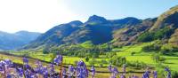 Bluebells and the pikes, Great Langdale | John Millen