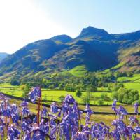 Bluebells and the pikes, Great Langdale | John Millen