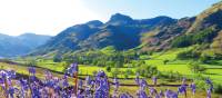 Bluebells and the pikes, Great Langdale | John Millen