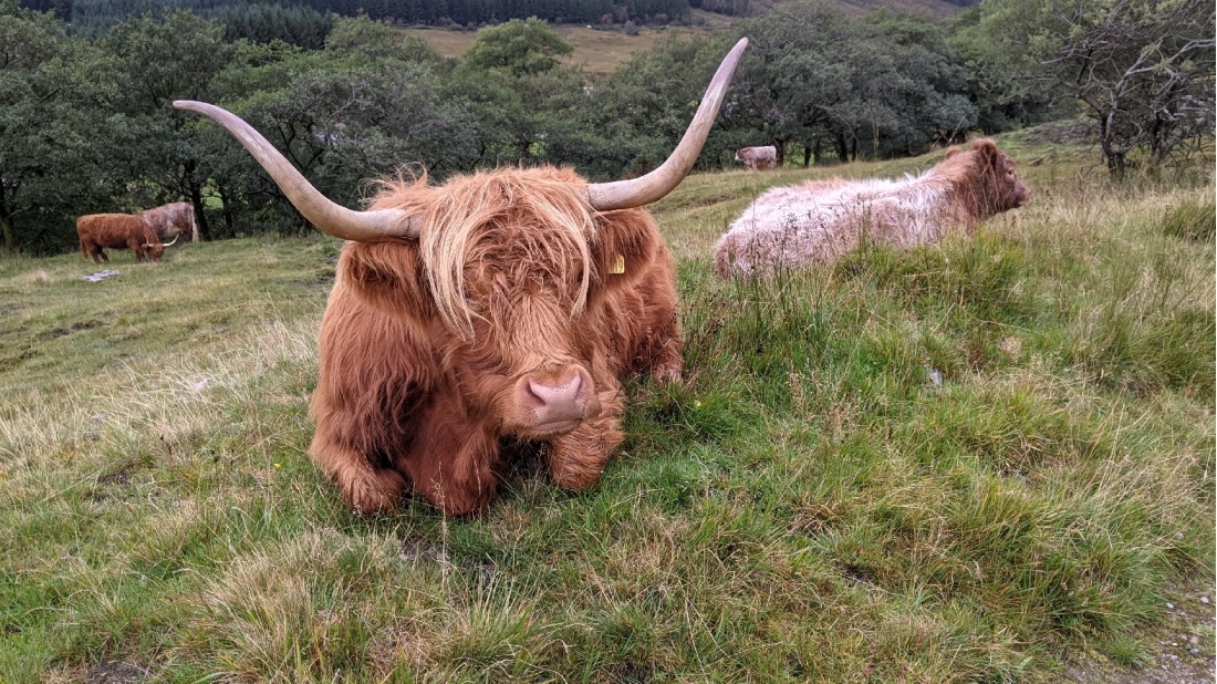 Spotting animals on the West Highland Way from Tyndrum to Bridge of Orchy |  <i>Tom Riddle</i>
