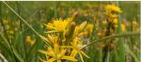 English wildflowers in summer | Jon Millen