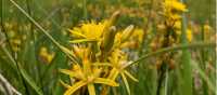 English wildflowers in summer | Jon Millen