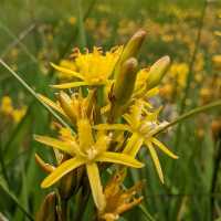English wildflowers in summer | Jon Millen