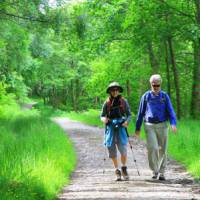 Forest track near Rowardennan, Scotland