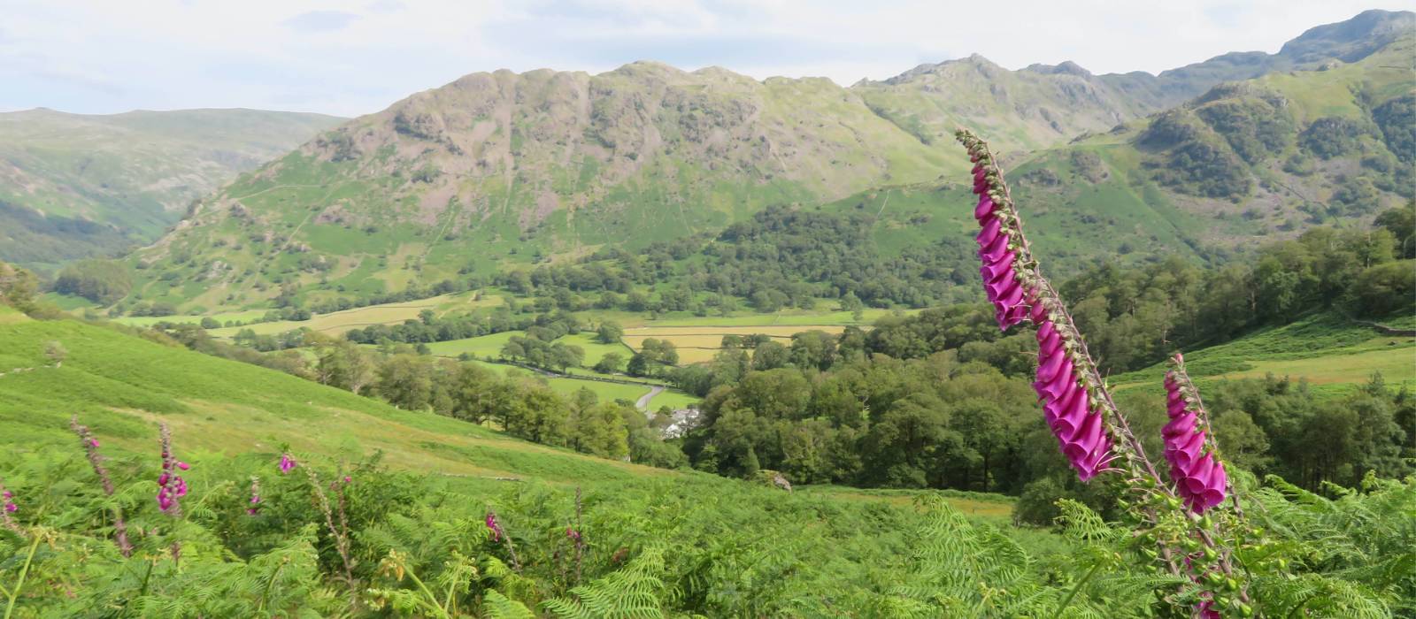 Foxgloves above Borrowdale | John Millen