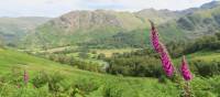 Foxgloves above Borrowdale | John Millen