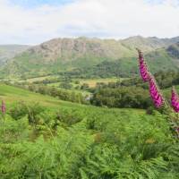 Foxgloves above Borrowdale | John Millen