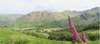 Foxgloves above Borrowdale | John Millen