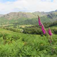 Foxgloves above Borrowdale | John Millen