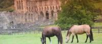 Grazing horses Rievaulx Abbey near Helmsley | John Millen