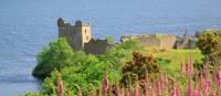 Urquhart Castle through Foxgloves, Great Glen Way