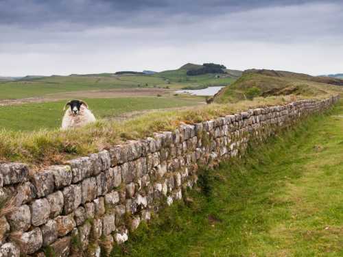 A ewe peering over Hadrian's Wall, looking from north to south of the iconic border line, with the wall meandering into the distance.  |  Joe Dunckley