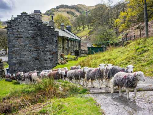 Herdwick sheep at a local farm in England's Lake District |  John Hodgson