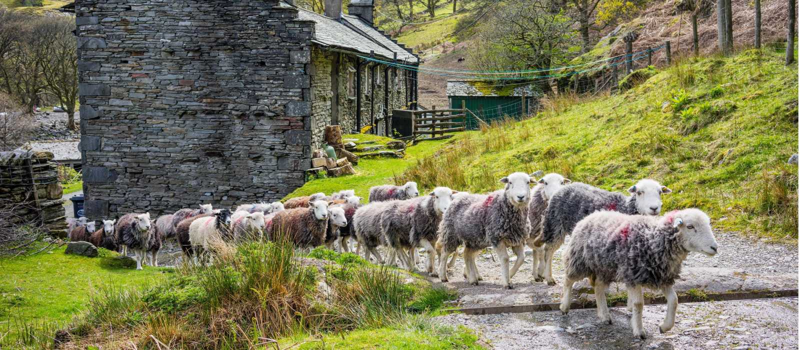 Herdwick sheep at a local farm in England's Lake District | John Hodgson