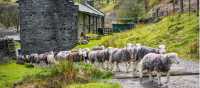 Herdwick sheep at a local farm in England's Lake District | John Hodgson