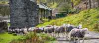 Herdwick sheep at a local farm in England's Lake District | John Hodgson