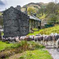 Herdwick sheep at a local farm in England's Lake District | John Hodgson