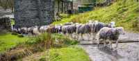Herdwick sheep at a local farm in England's Lake District | John Hodgson