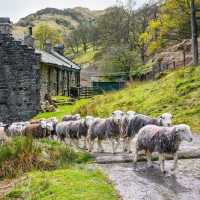 Herdwick sheep at a local farm in England's Lake District | John Hodgson