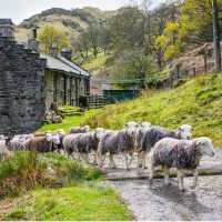 Herdwick sheep at a local farm in England's Lake District | John Hodgson