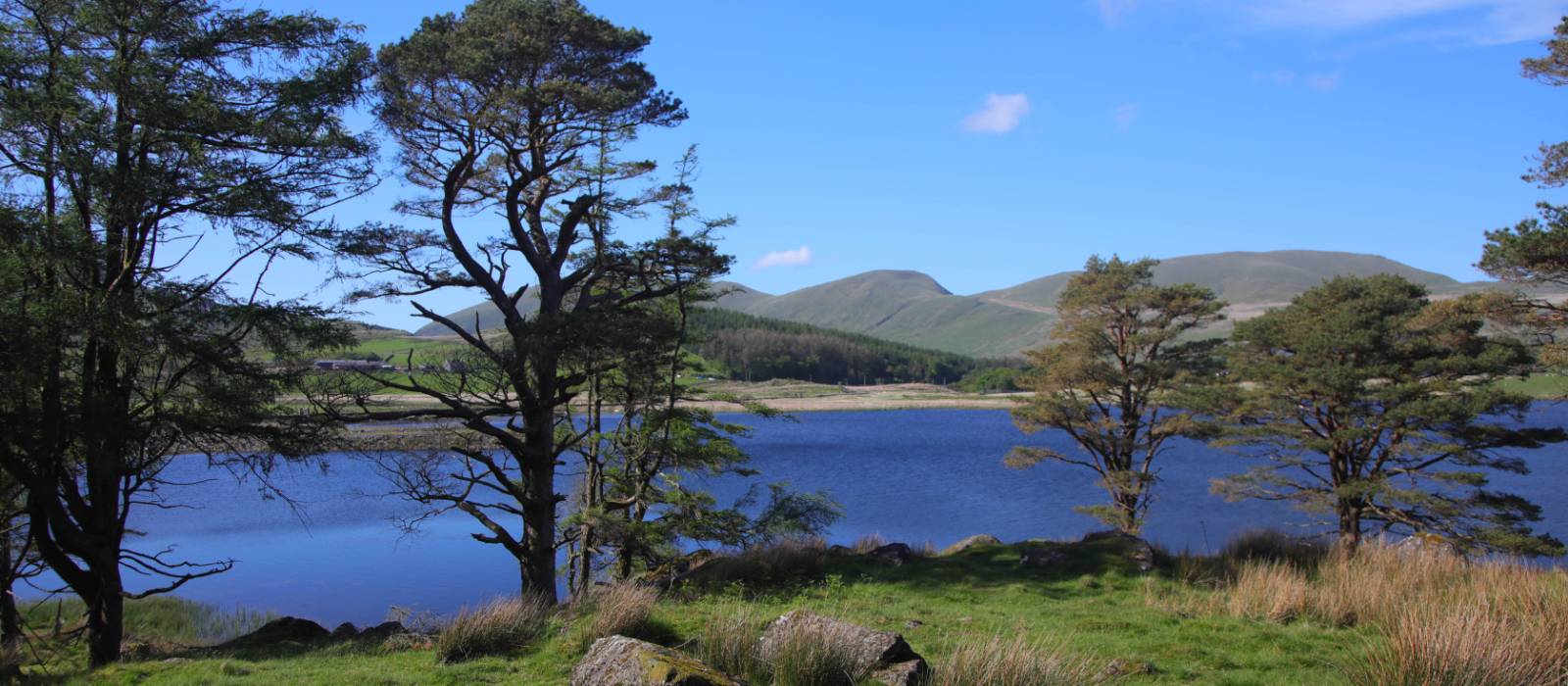 Llyn y Gader through Scots pines | John Millen