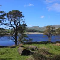 Llyn y Gader through Scots pines | John Millen