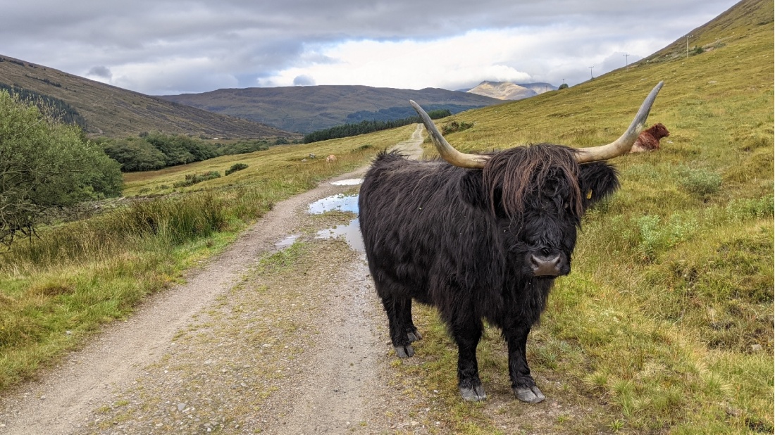 Meeting some animals on the West Highland Way |  <i>Tom Riddle</i>