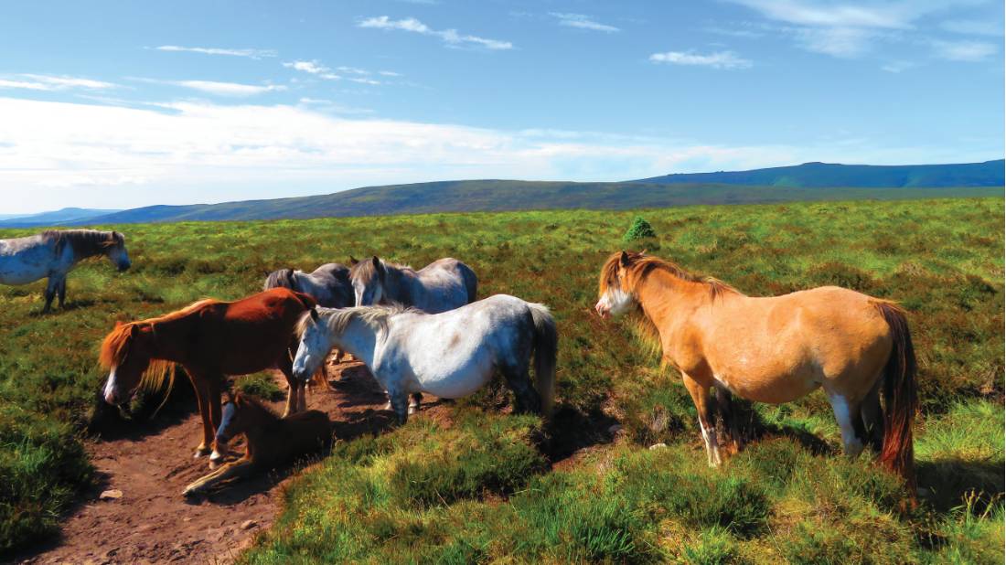 Wild ponies on the Hatterrall Ridge |  <i>John Millen</i>