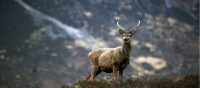 A Red Deer Stag in Glencoe | Paul Tomkins