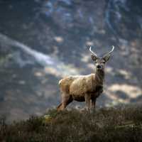 A Red Deer Stag in Glencoe | Paul Tomkins