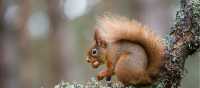 Red Squirrel, Cairngorm National Park | Wayne Marinovich - Shutterstock