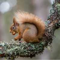 Red Squirrel, Cairngorm National Park | Wayne Marinovich - Shutterstock