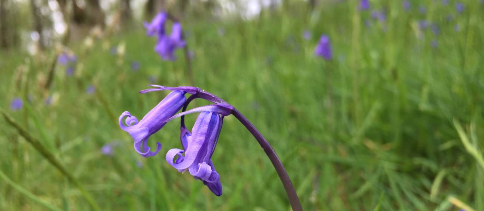 Scottish Bluebells in Springtime | Fiona Marshall