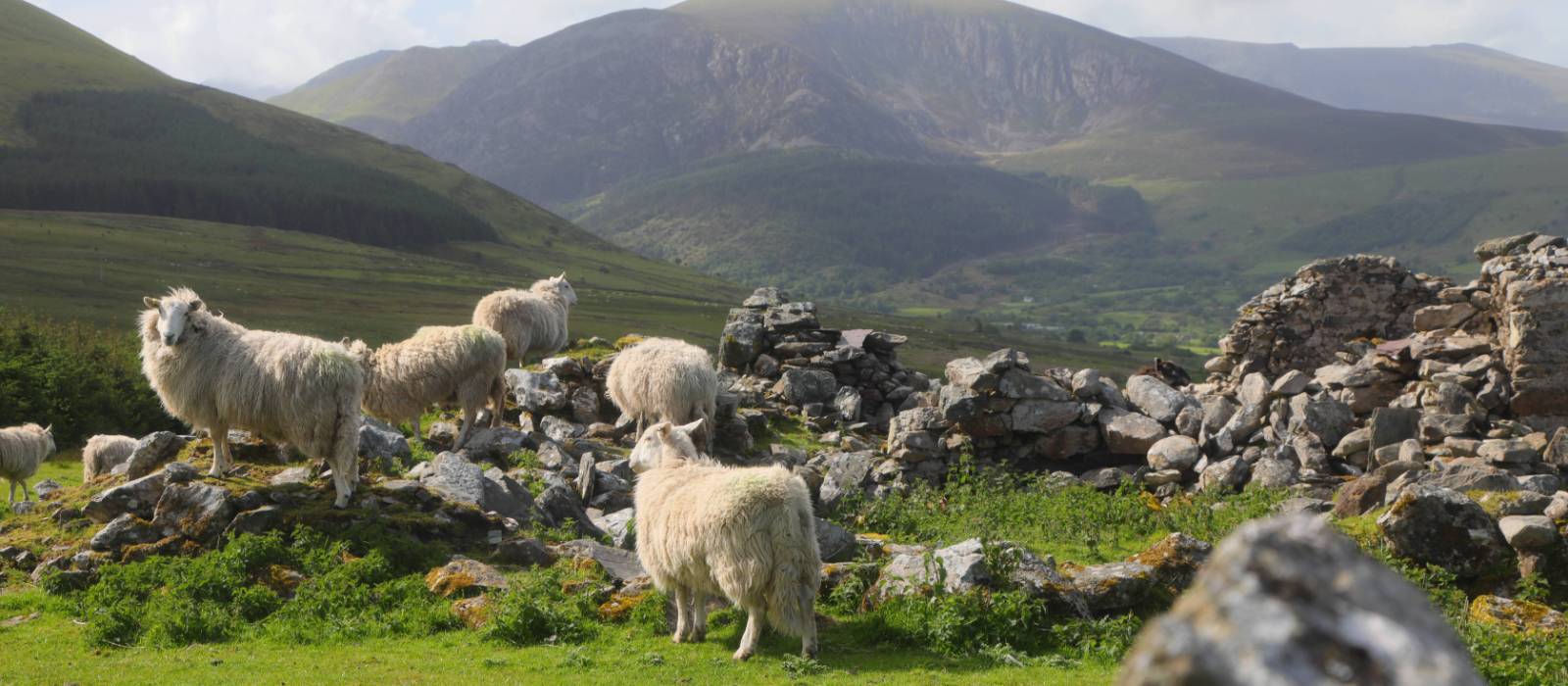 Sheep and Snoowdonia | John Millen