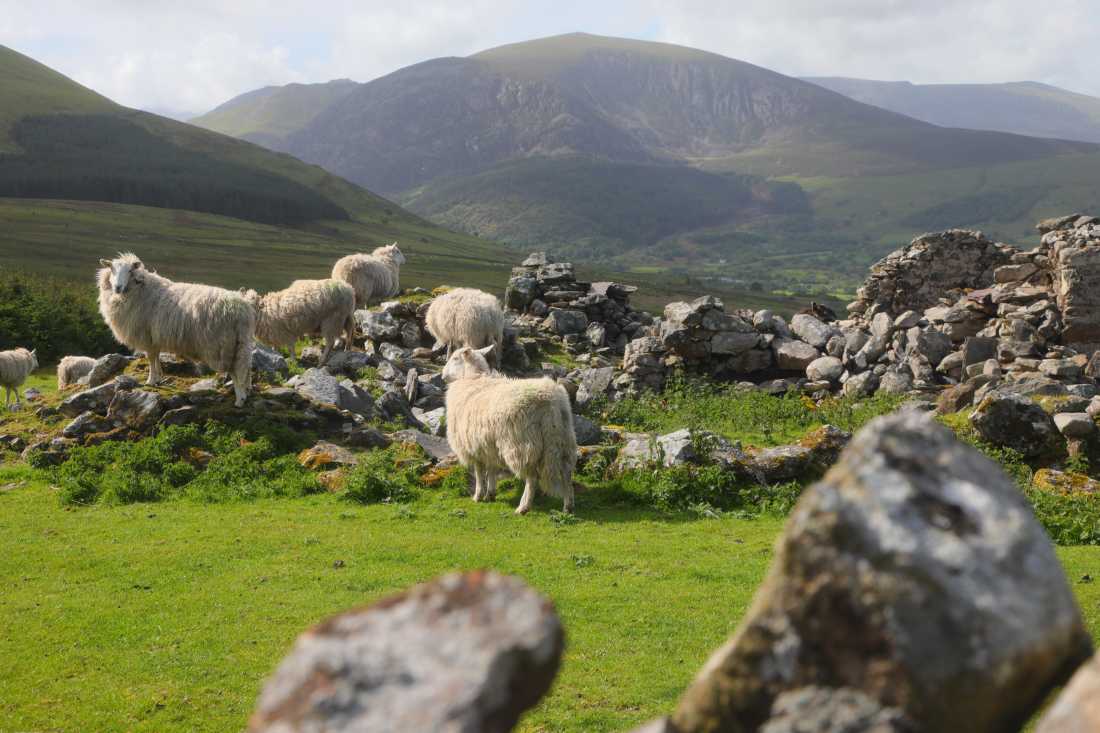 Sheep and Snoowdonia |  John Millen