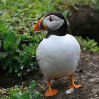 Puffin emerging from Burrow on Herm | John Millen