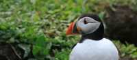 Puffin emerging from Burrow on Herm | John Millen