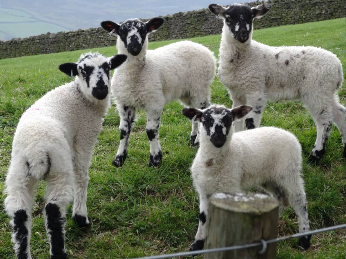 Black faced sheep of Reeth