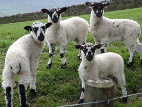 Black faced sheep of Reeth