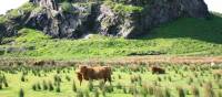 Dungalss Hill and Highland cattle | John Millen