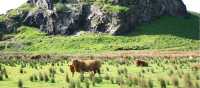 Dungalss Hill and Highland cattle | John Millen