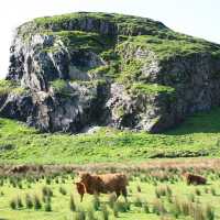 Dungalss Hill and Highland cattle | John Millen