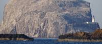 Bass Rock -  Gannet colony