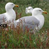 herring Gulls near Port Erin | John Millen