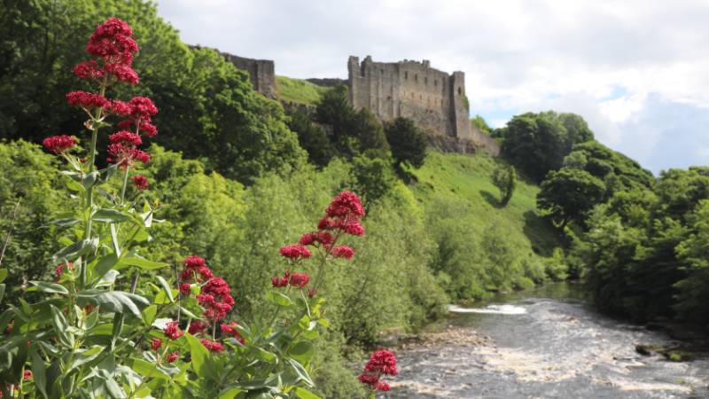 Looking downstream through Valerian flowers to Richmond Castle | <i>John Millen</i>